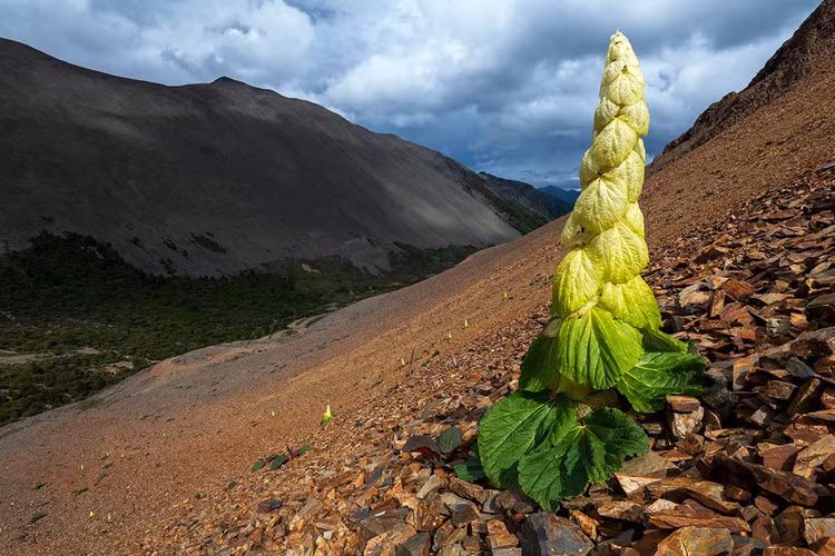 Loai cay ky la chi no mot lan trong 400 nam, bat ngo su that-Hinh-5