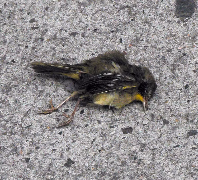 8 hien tuong bi an trong the gioi dong vat, chuyen gia boi roi