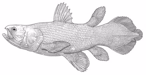 Loai ca co dai tai xuat than ky sau 65 trieu nam tuyet tich