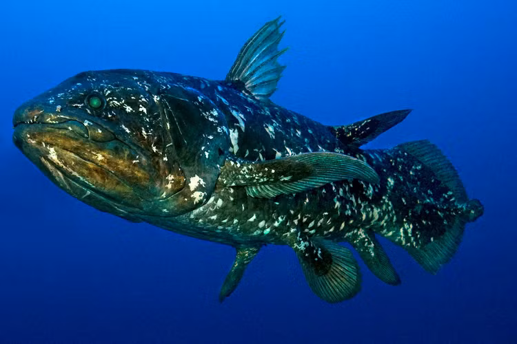 Loai ca co dai tai xuat than ky sau 65 trieu nam tuyet tich-Hinh-9