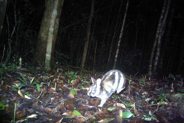 Phat hien loai tho hiem o Viet Nam, the gioi chua tung thay-Hinh-7