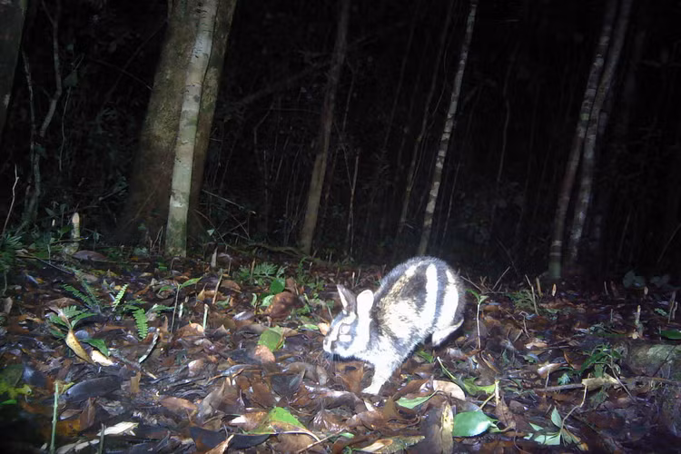 Phat hien loai tho hiem o Viet Nam, the gioi chua tung thay-Hinh-7