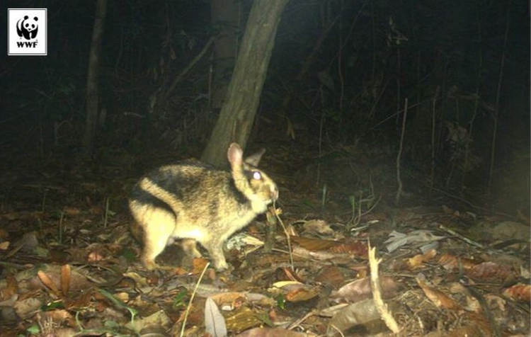 Phat hien loai tho hiem o Viet Nam, the gioi chua tung thay-Hinh-3