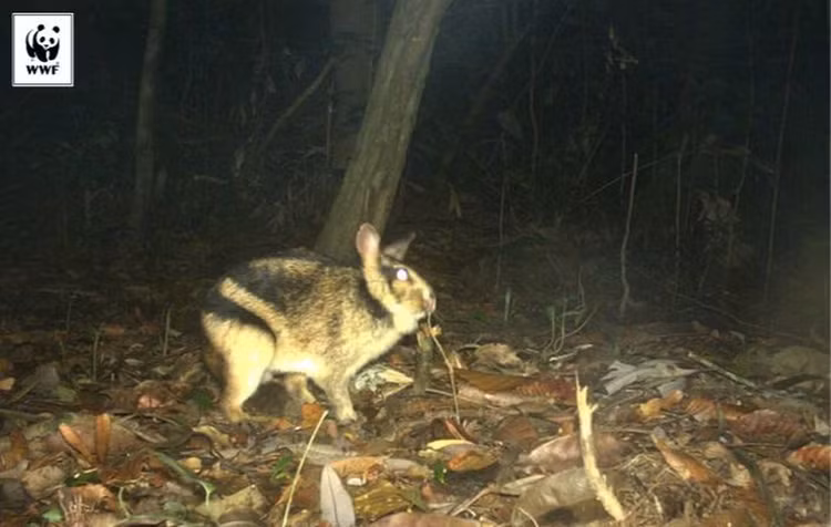 Phat hien loai tho hiem o Viet Nam, the gioi chua tung thay-Hinh-3