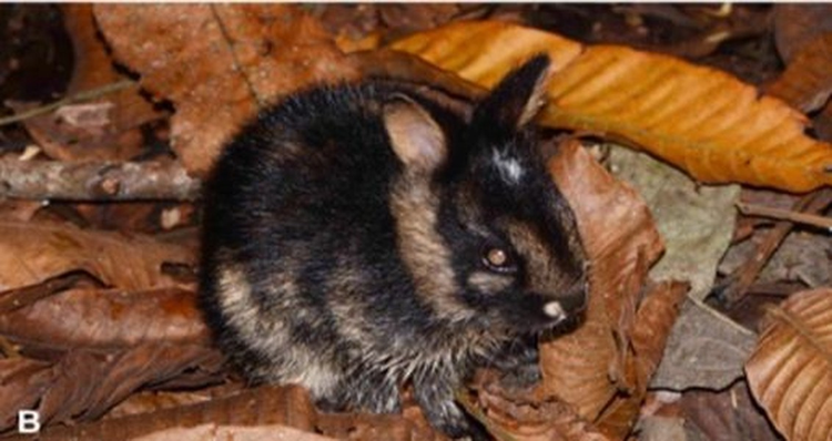 Phat hien loai tho hiem o Viet Nam, the gioi chua tung thay