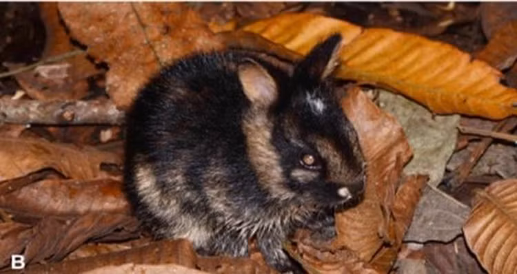 Phat hien loai tho hiem o Viet Nam, the gioi chua tung thay