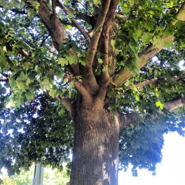 Ngạc nhiên loài cây cứng gấp đôi thép, đạn bắn không thủng - Hình 4 Ngac nhien loai cay cung gap doi thep, dan ban khong thung-Hinh-4