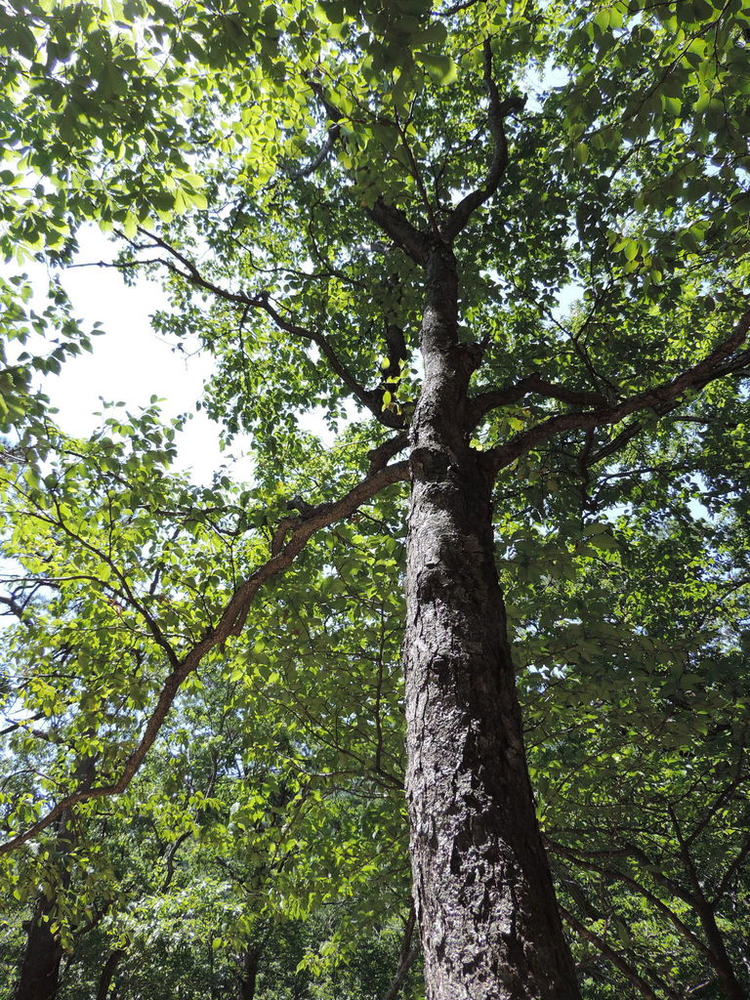 Ngạc nhiên loài cây cứng gấp đôi thép, đạn bắn không thủng - Hình 2 Ngac nhien loai cay cung gap doi thep, dan ban khong thung-Hinh-2