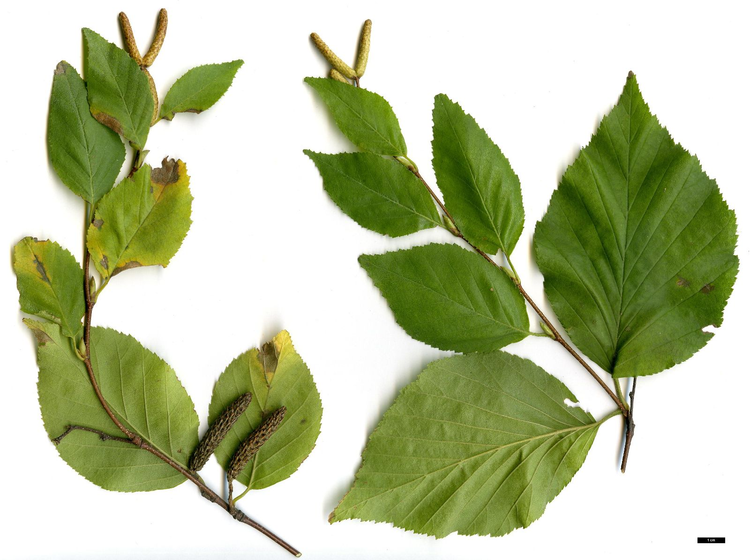 Ngạc nhiên loài cây cứng gấp đôi thép, đạn bắn không thủng - Hình 7 Ngac nhien loai cay cung gap doi thep, dan ban khong thung-Hinh-7