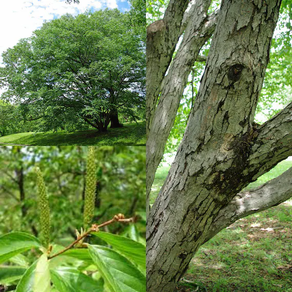 Ngạc nhiên loài cây cứng gấp đôi thép, đạn bắn không thủng - Hình 8 Ngac nhien loai cay cung gap doi thep, dan ban khong thung-Hinh-8