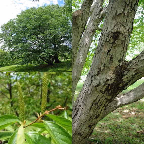 Ngac nhien loai cay cung gap doi thep, dan ban khong thung-Hinh-8