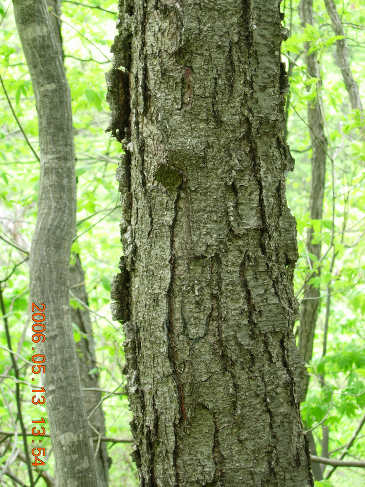 Ngạc nhiên loài cây cứng gấp đôi thép, đạn bắn không thủng Ngac nhien loai cay cung gap doi thep, dan ban khong thung