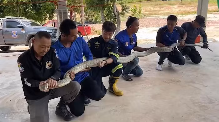 Phat hien 'quai thu' an nap trong o to, chu xe thot len... diem may