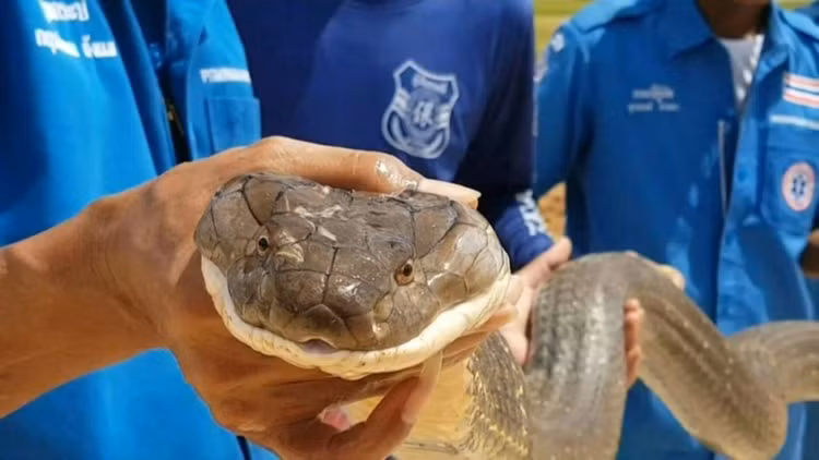 Phat hien 'quai thu' an nap trong o to, chu xe thot len... diem may-Hinh-3