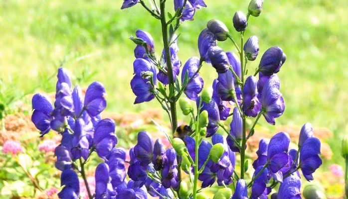 Ve dep ma mi cua loai hoa kich doc moc nhieu o Viet Nam-Hinh-2