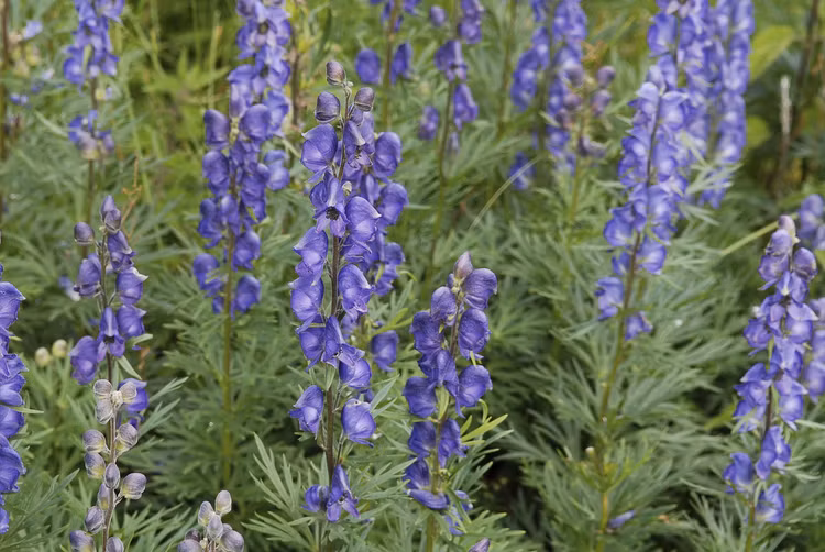 Ve dep ma mi cua loai hoa kich doc moc nhieu o Viet Nam-Hinh-3