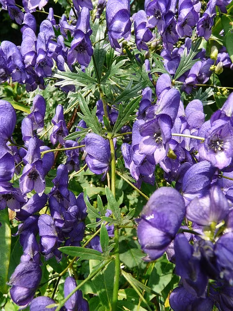 Ve dep ma mi cua loai hoa kich doc moc nhieu o Viet Nam-Hinh-5