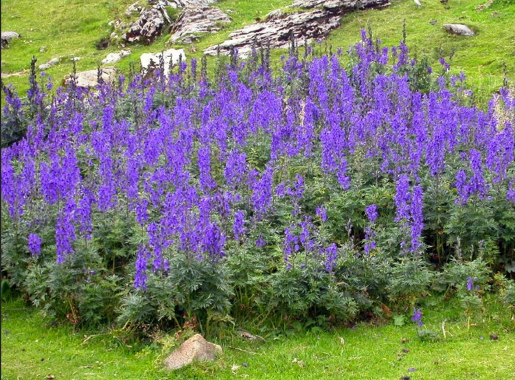 Ve dep ma mi cua loai hoa kich doc moc nhieu o Viet Nam-Hinh-8