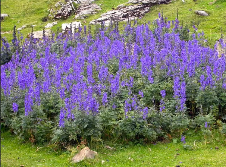 Ve dep ma mi cua loai hoa kich doc moc nhieu o Viet Nam-Hinh-8