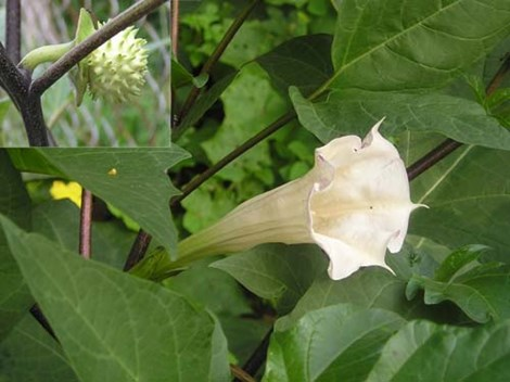 3 cay ca cuc doc gay ao giac khi tiep xuc, cho nen lai gan-Hinh-2