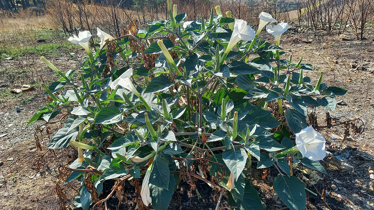 3 cay ca cuc doc gay ao giac khi tiep xuc, cho nen lai gan-Hinh-5