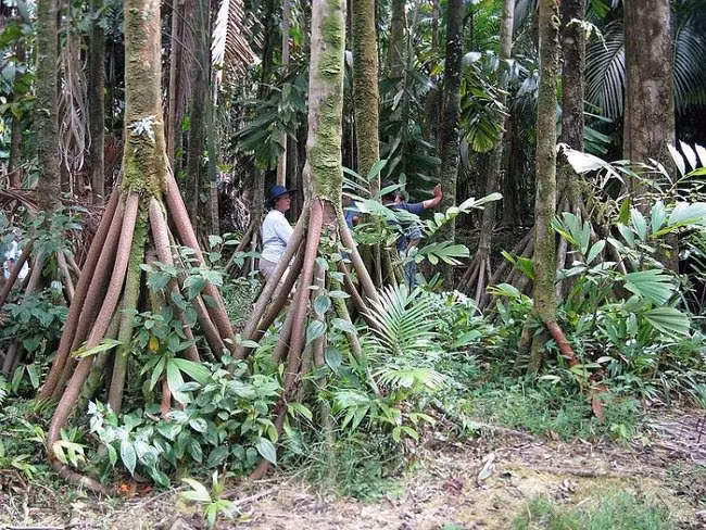 Ky la loai cay co chan, 'di bo' hang chuc met moi nam