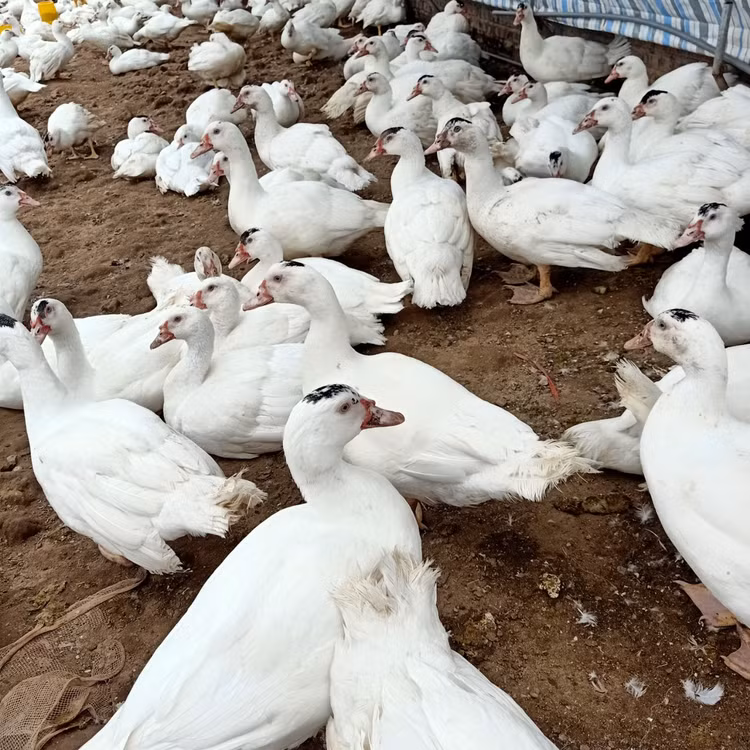 Nam giảng viên nghỉ dạy về làm nông nghiệp sạch, thu hàng chục tỷ mỗi năm - Hình 9 Nam giang vien nghi day ve lam nong nghiep sach, thu hang chuc ty moi nam-Hinh-9