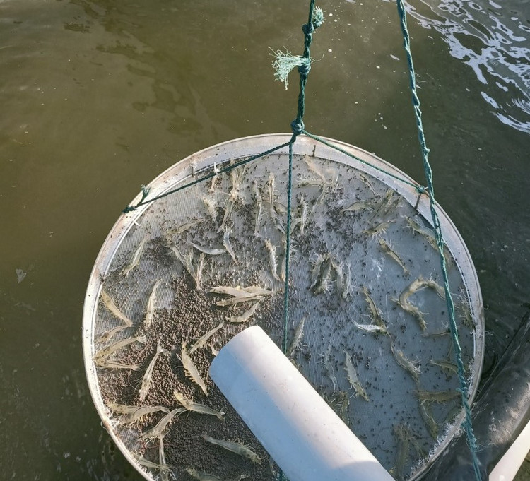 Nam giang vien nghi day ve lam nong nghiep sach, thu hang chuc ty moi nam-Hinh-10