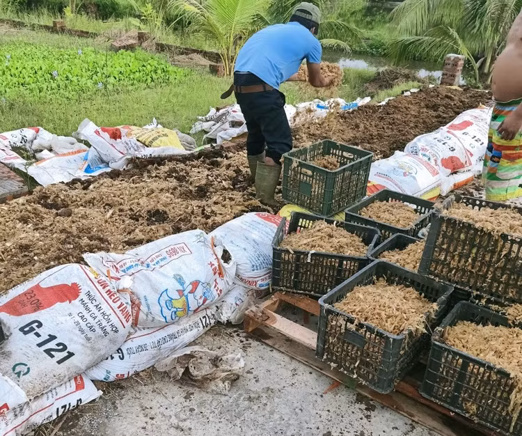 Nam giảng viên nghỉ dạy về làm nông nghiệp sạch, thu hàng chục tỷ mỗi năm - Hình 8 Nam giang vien nghi day ve lam nong nghiep sach, thu hang chuc ty moi nam-Hinh-8