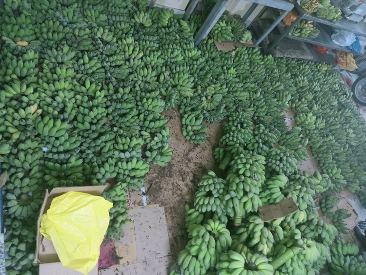 Nam giang vien nghi day ve lam nong nghiep sach, thu hang chuc ty moi nam-Hinh-7