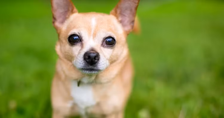 Lim tim voi nhung giong cho 'be hat tieu' nhat the gioi