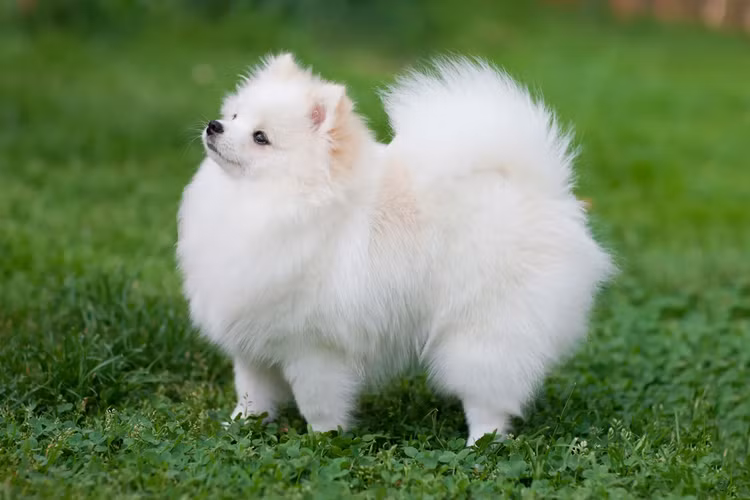 Lim tim voi nhung giong cho 'be hat tieu' nhat the gioi-Hinh-2