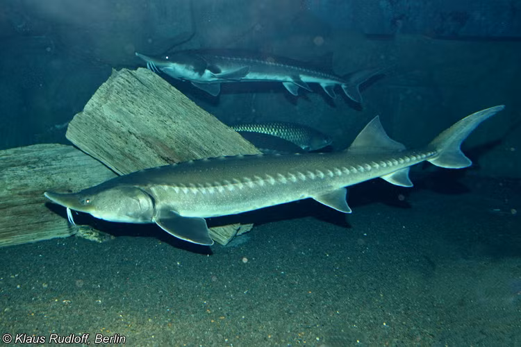 Kinh ngac 'thuy quai' thoi khung long nhay khoi mat nuoc khi mac cau-Hinh-11