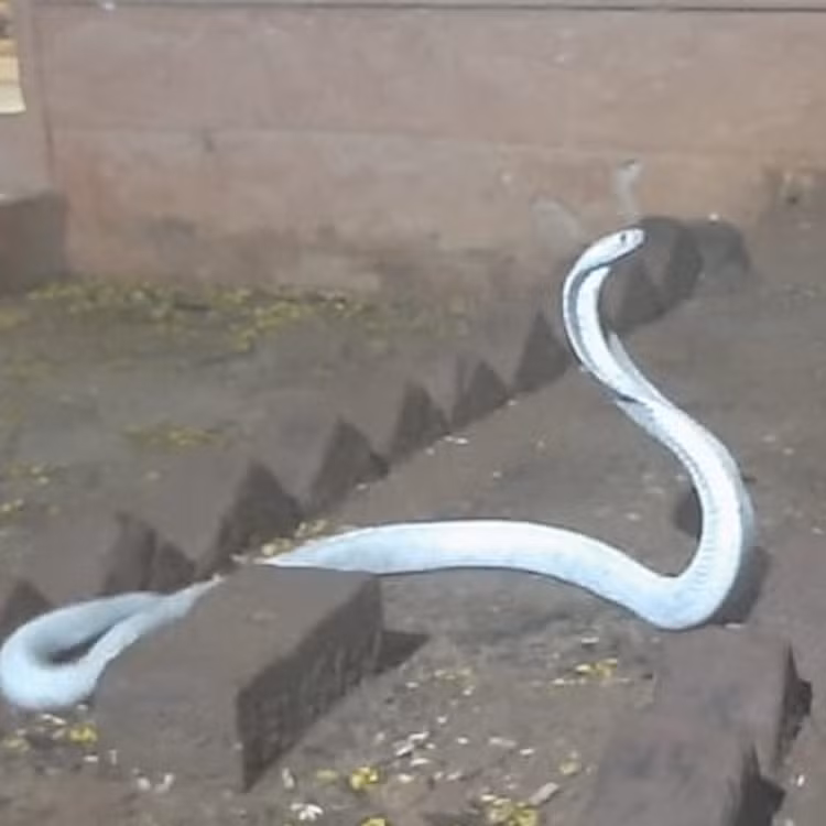 Kinh hoang bat gap 'quai thu' bach tang tren duong-Hinh-6