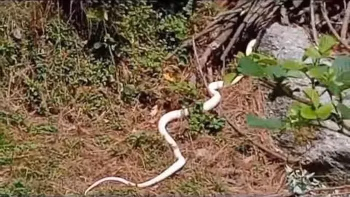 Kinh hoang bat gap 'quai thu' bach tang tren duong