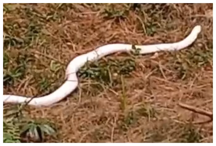 Kinh hoang bat gap 'quai thu' bach tang tren duong-Hinh-2