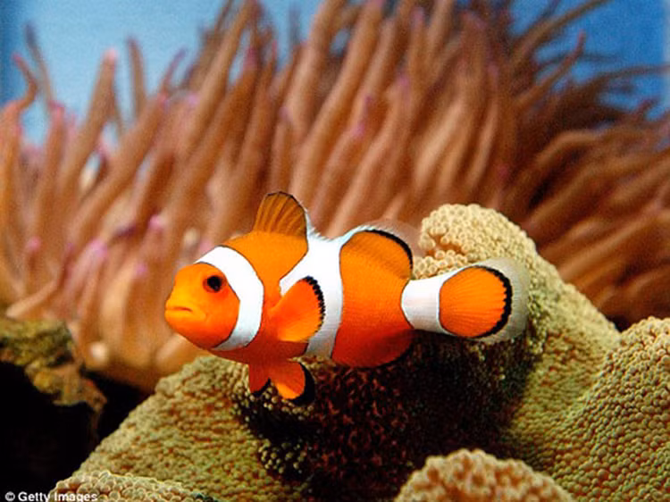 Mat tron mat det xem dong vat 