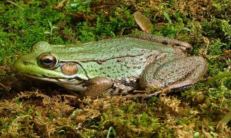 Mat tron mat det xem dong vat 