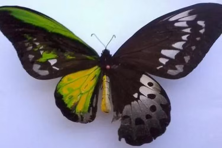 Mat tron mat det xem dong vat 