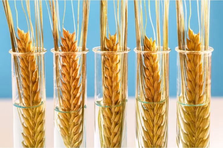 Lua mi BDG chiu han duoc nhieu quoc gia tren the gioi chap thuan