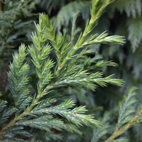 Loai go hiem Viet Nam chi con 1.000 cay, tien ty moi khuc-Hinh-4