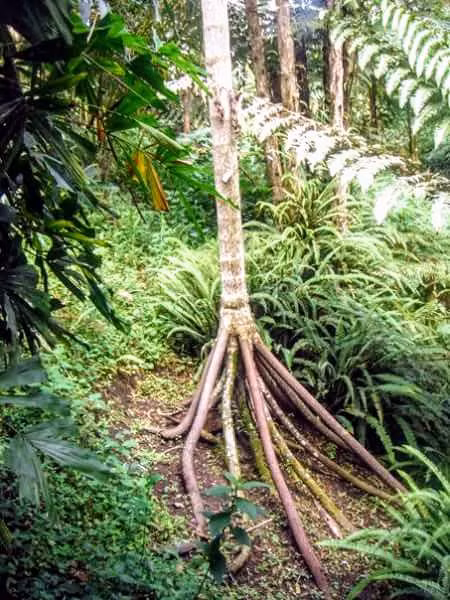 Doc la loai 'cay di bo' duy nhat tren the gioi-Hinh-4