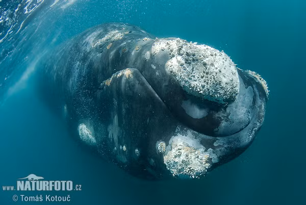 Sung sot tuoi tho 'khung' cua loai ca voi-Hinh-4