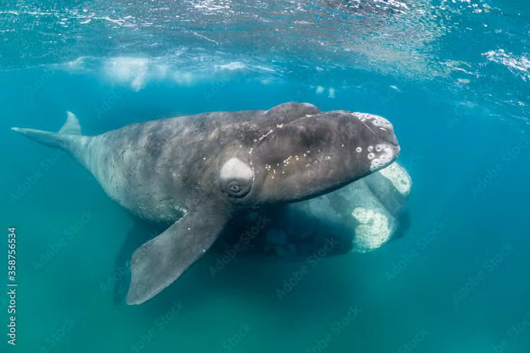 Sung sot tuoi tho 'khung' cua loai ca voi-Hinh-2