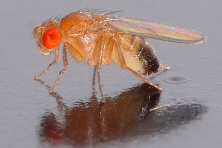 Loai dong vat ba dao, tinh trung dai gap 23 lan co the-Hinh-4