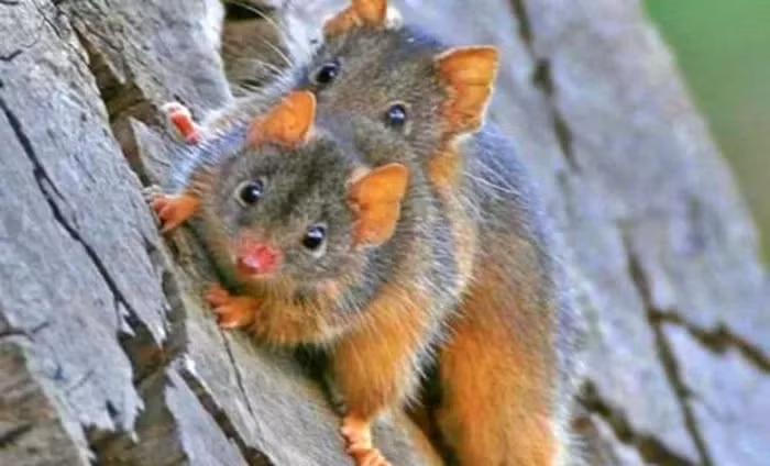 Loai thu doc di, giao phoi lien tuc 10 tieng roi lan ra chet-Hinh-2