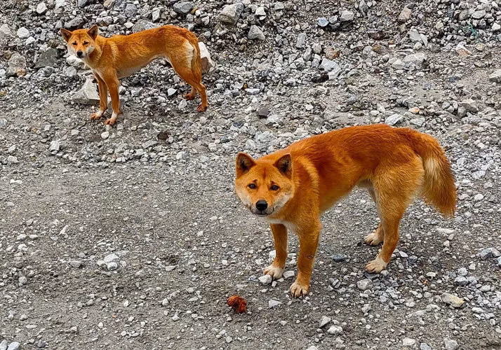 Loai cho quy hiem tai xuat than ky sau 50 nam ngo tuyet chung-Hinh-8