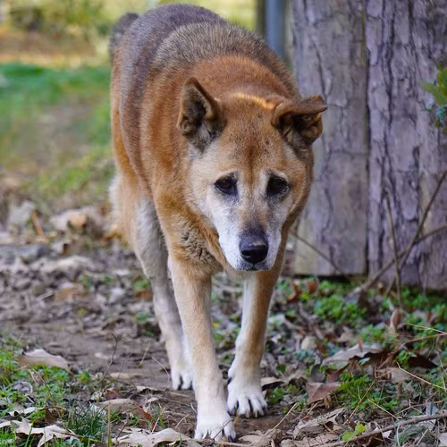 Loai cho quy hiem tai xuat than ky sau 50 nam ngo tuyet chung-Hinh-4