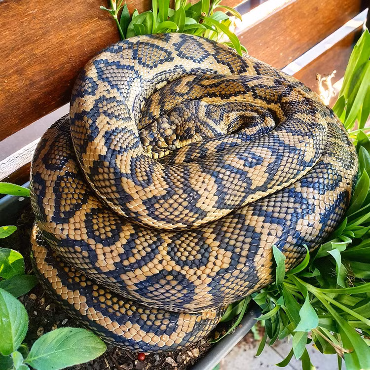 Noi da ga bat gap 'quai thu' giao tranh mot song mot con-Hinh-7