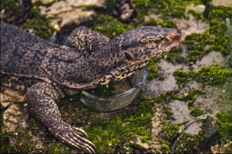 Ky da hoa quy hiem duoc giao nop tai Hue: Loai cuc quy hiem-Hinh-8